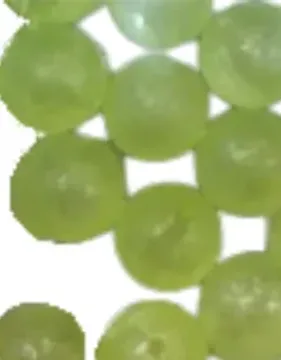 CATALYST BEADS - 10MM - 20PK - MORNING DEW - (TRANSPARENT CHART WHITE PEARL)